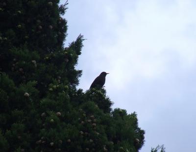 Прикрепленное изображение: 02-1a.jpg